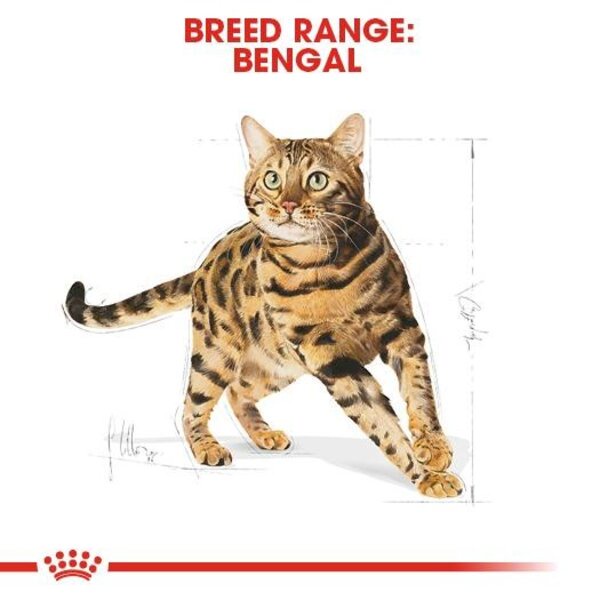 Royal Canin Adult British Shorthair Makanan Kucing 4kg 4 kg Short Hair