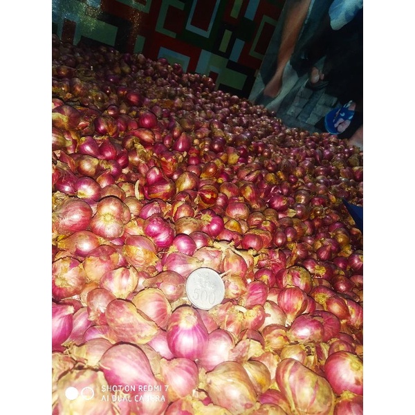 

brambang Probolinggo