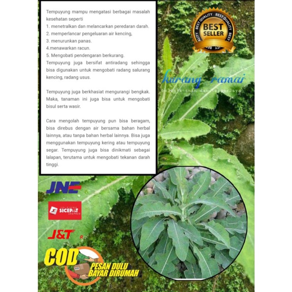 

daun TEMPUYUNG segar 1 kg |obat herbal