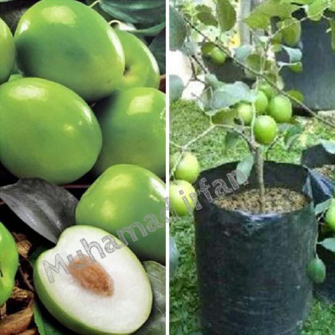 Bibit Buah Apel India / Putsa Xena New