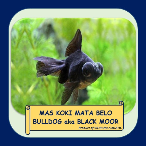 IKAN HIAS AIR TAWAR - MAS KOKI BULLDOG / BLACKMOOR (±4cm)
