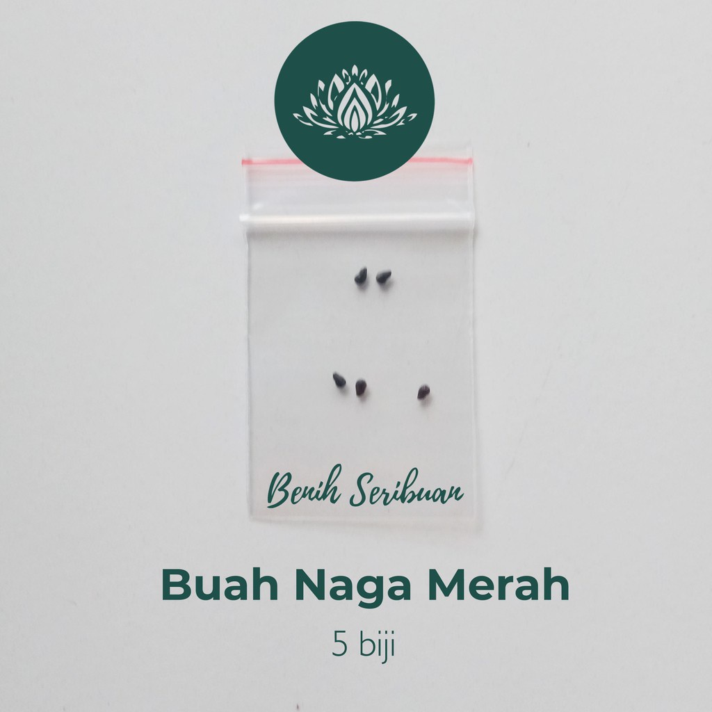 5 Benih Bibit Buah Naga Merah Super Tanaman Buah Buahan Naga Merah Unggul Kualitas Import Premium Super