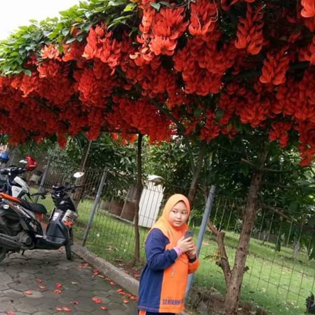 Bibit flame of irian merah api