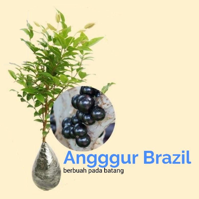 Bibit Pohon Anggur Brazil Buah Hitam Anggur Pohon Kupalandak Bibit Anggur Brazil Pohon Buah Anggur