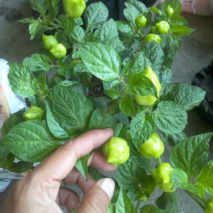 Terbaru Pohon Cabe Paprika Sudah Ada Cabenya