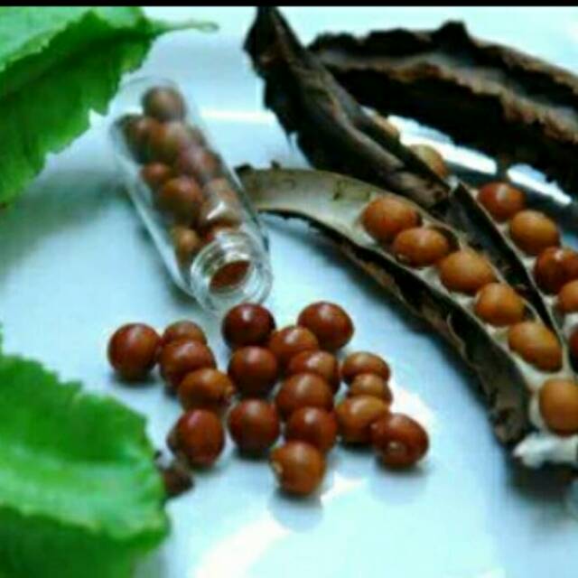 

Biji kecipir goreng