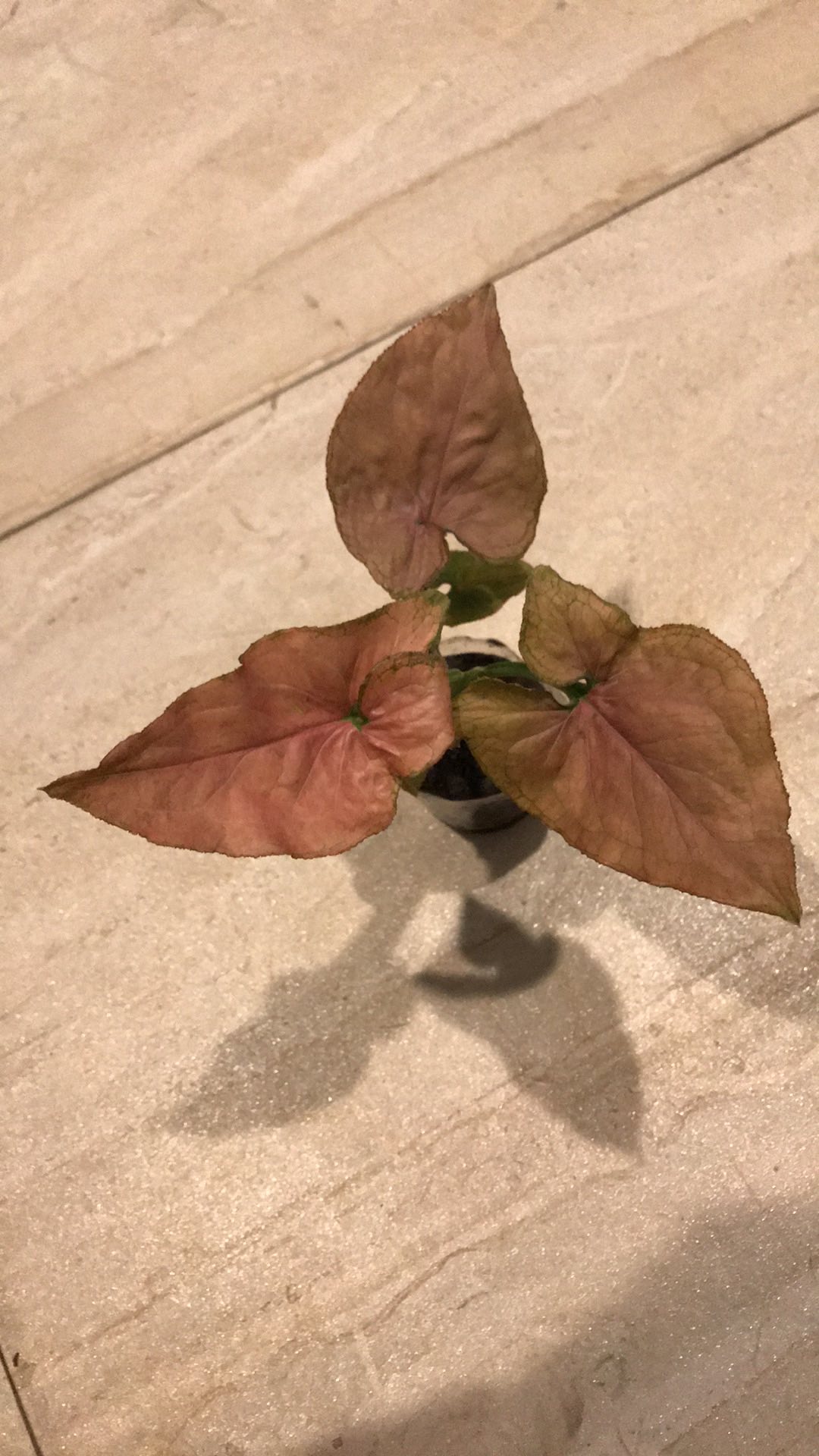 Syngonium Pink Perfection Asli