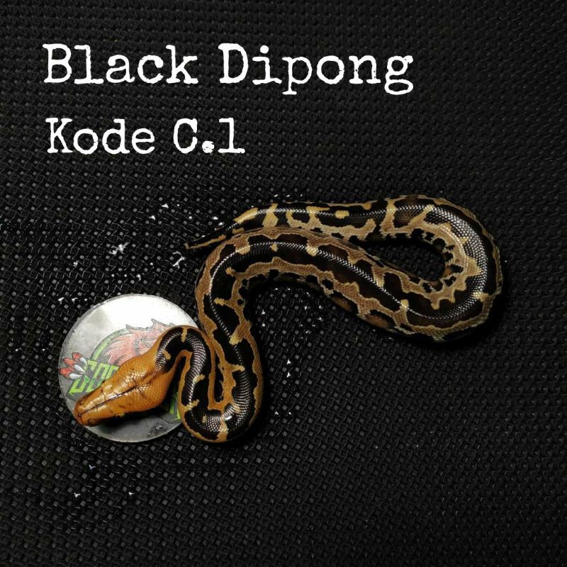 Blood Python Black Dipong