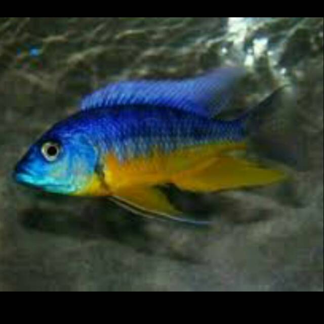 Ikan Phenochilus Tanzania IMPORT Star Sapphire Malawi Cichlid
