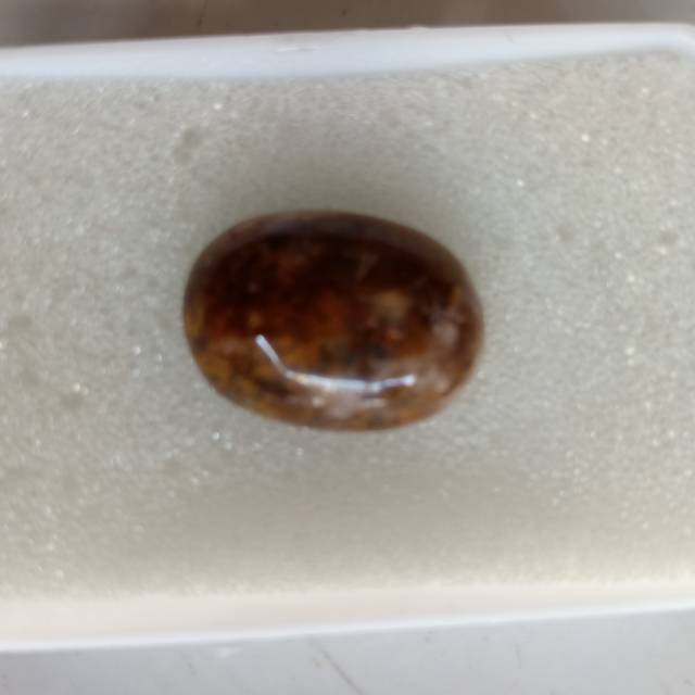

BRB048 Brown Borneo Kalimantan