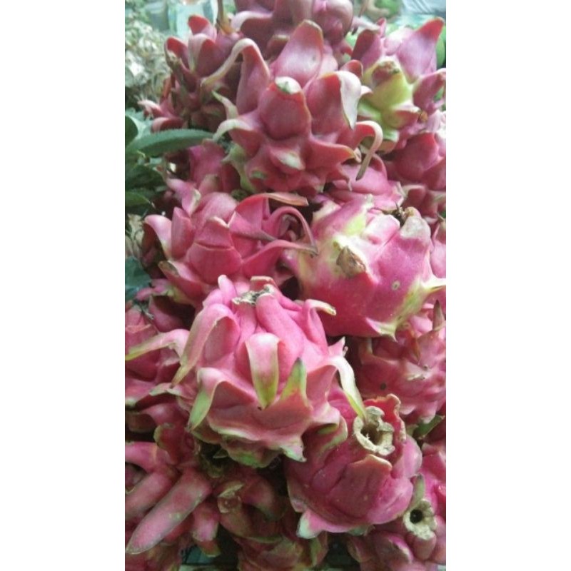 

BUAH NAGA SEGAR / DRAGON FRUIT - 5OOgr