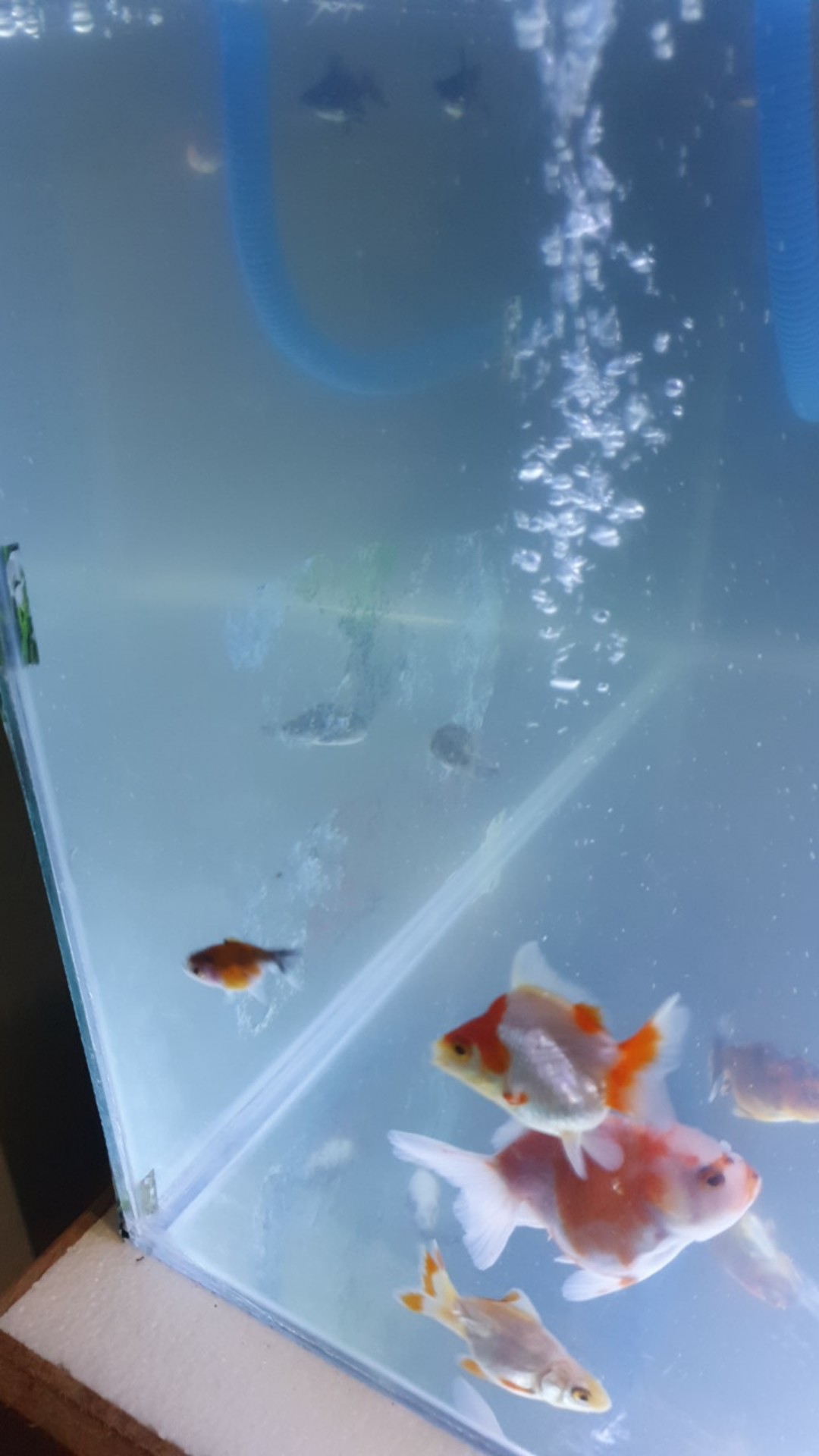 Ikan Hias Sapu Sapu Albino