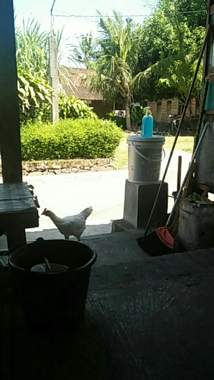 Hand Soap Anti Septik Mint 1lt Omah Wangi