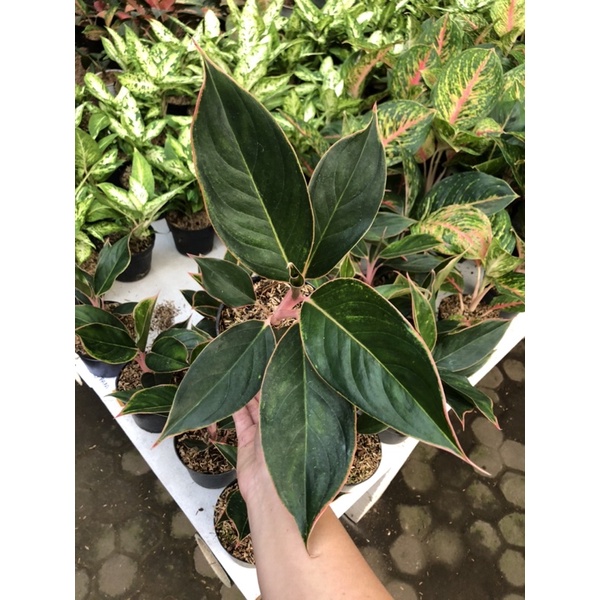 Aglaonema Flamingo