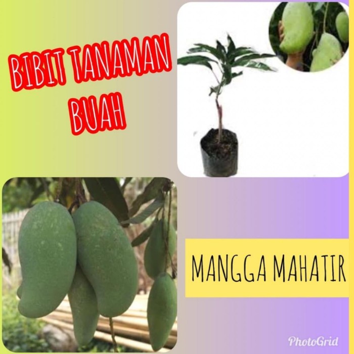 Obral Bibit Tanaman Buah Mangga Mahatir Terlaris