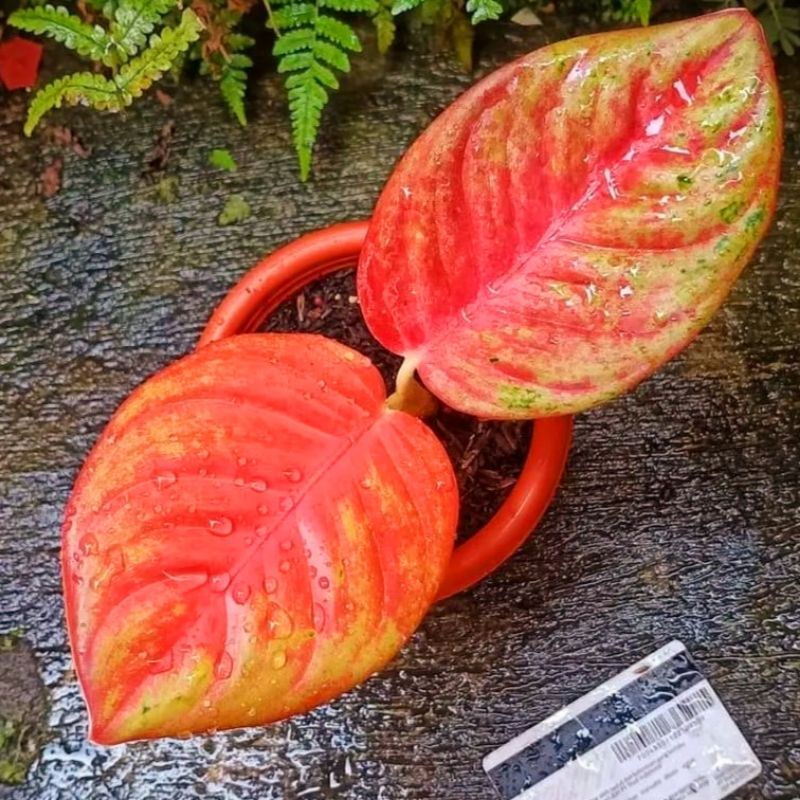 Aglaonema red exotic / Aglonema red exotic florist nursery / Aglonema red exotic (Tanaman hias aglao
