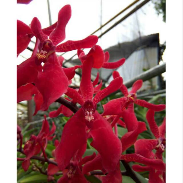 Anggrek Vanda Renanthera