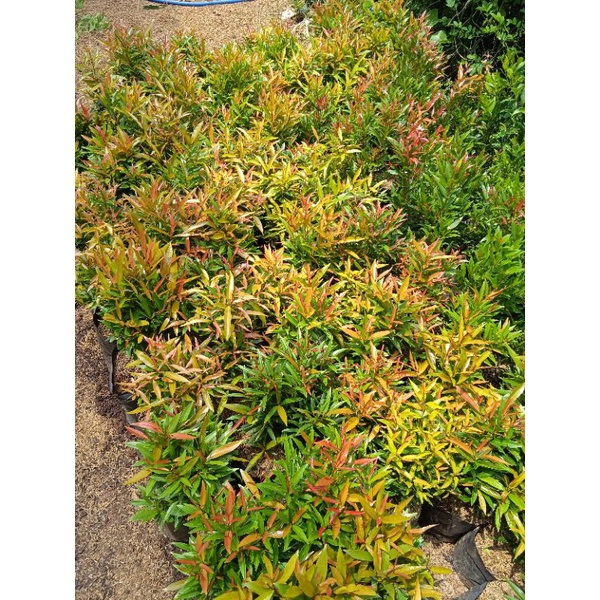 Gaardeen Bibit Pucuk Merah 30-40 Cm Tanaman Pucuk Merah