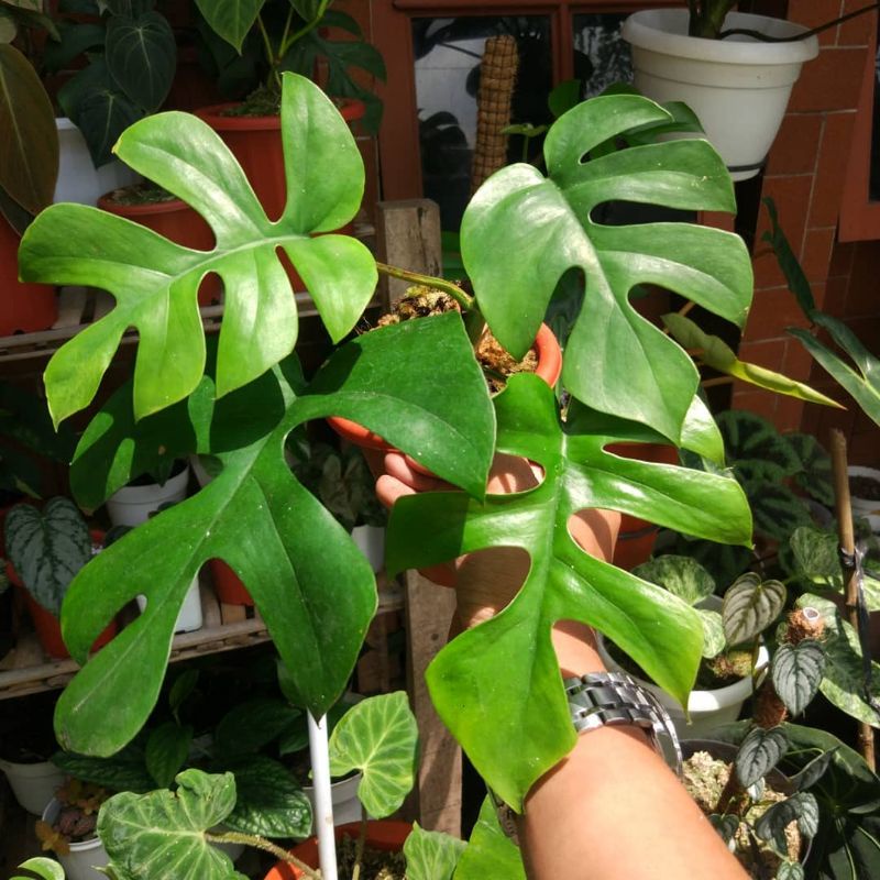 MONSTERA MINIMA - Rhapidophora Tetrasperma