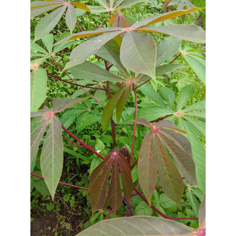 

jual daun singkong harga per ikat