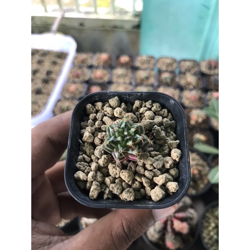 Cactus Miha Variegta