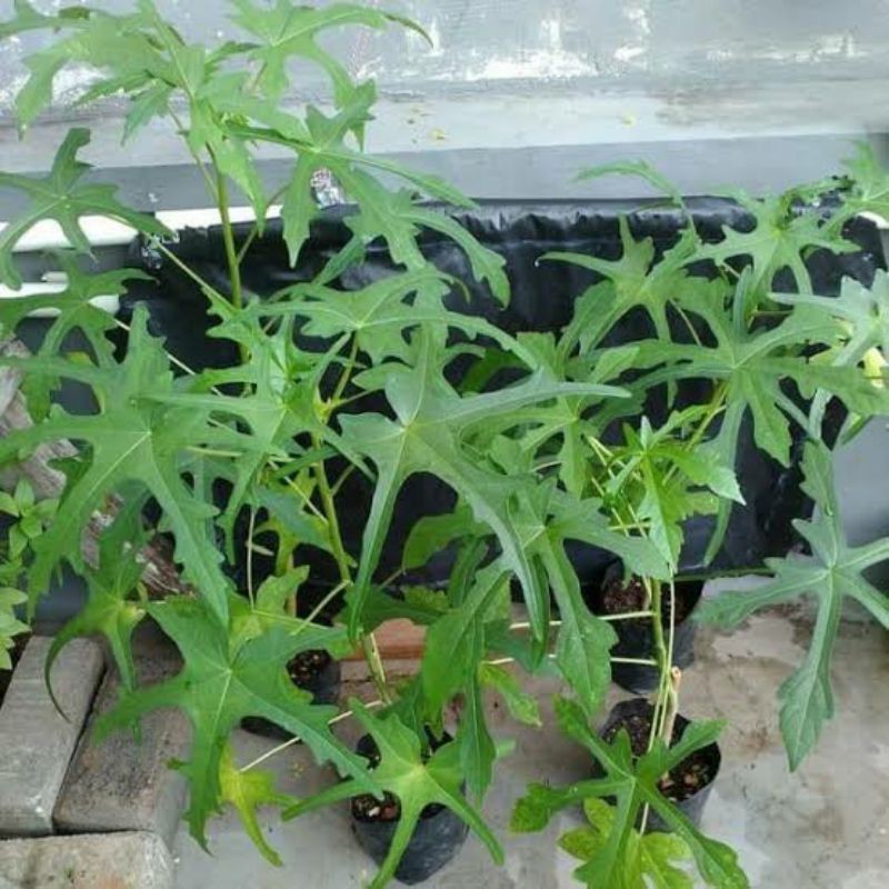 Bibit Pohon Gedi / Mustajab - Tanaman Herbal