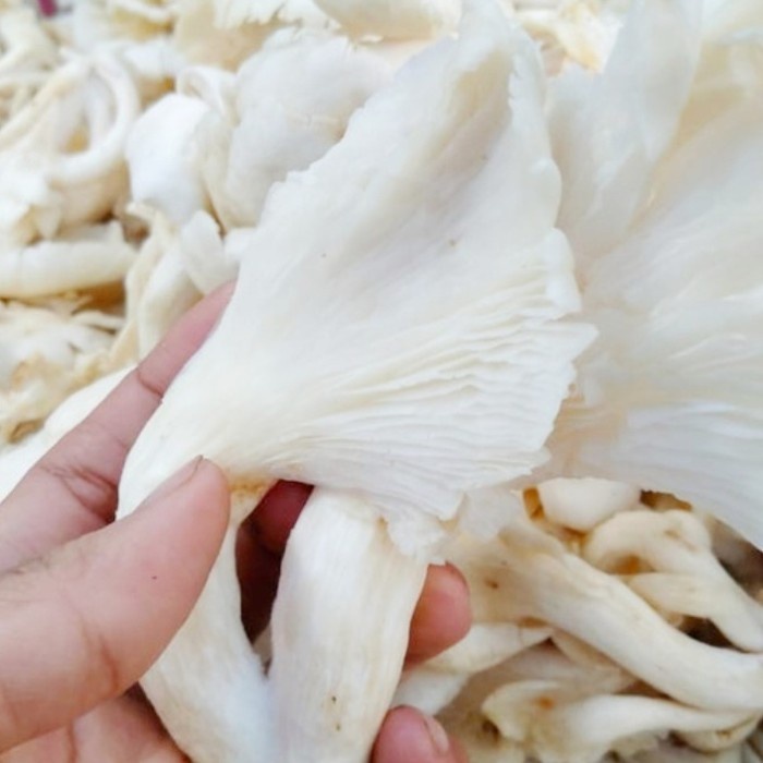 

jamur tiram segar / jamur tiram fresh