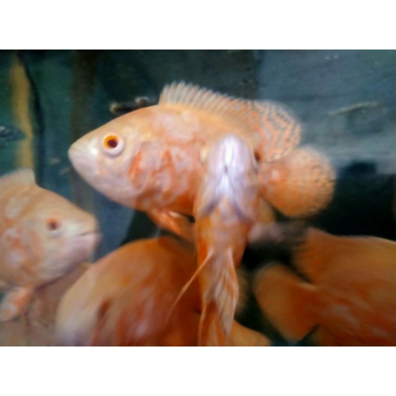 ikan Oscar Tiger albino ukuran 7 cm import thailand termurah dan terlaris