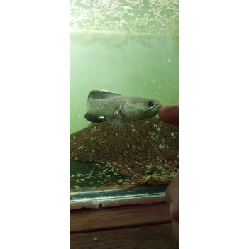 LIMBATA CB RIM TEBAL UK 10CM GRADE A++ FULL PELET SINGLE TANK