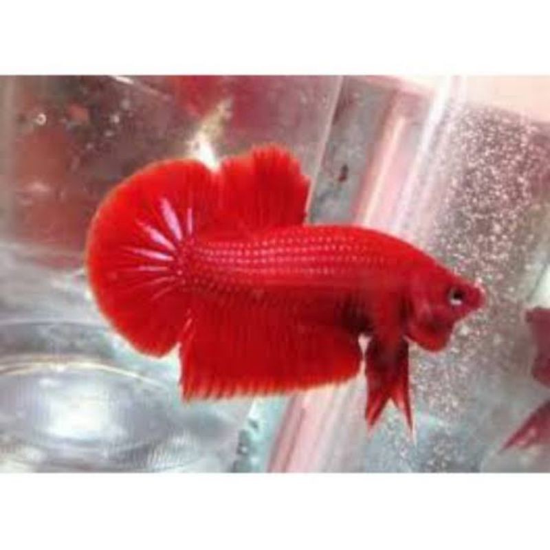 Ikan cupang plakat super red Shopee Indonesia Ikan cupang plakat super red Shopee Indonesia