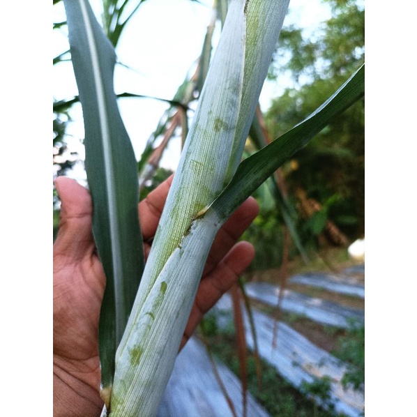 Bibit Rumput Zanzibar 1 kg isi 12 batang stek