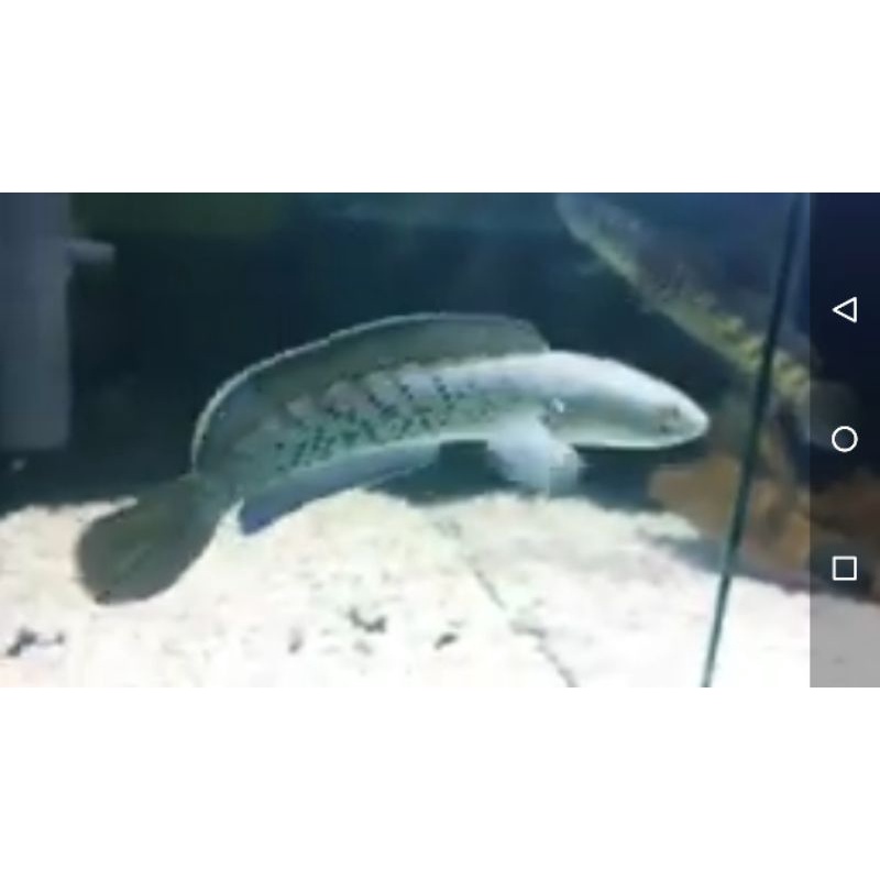 stewarti karbialong size baby 2cm