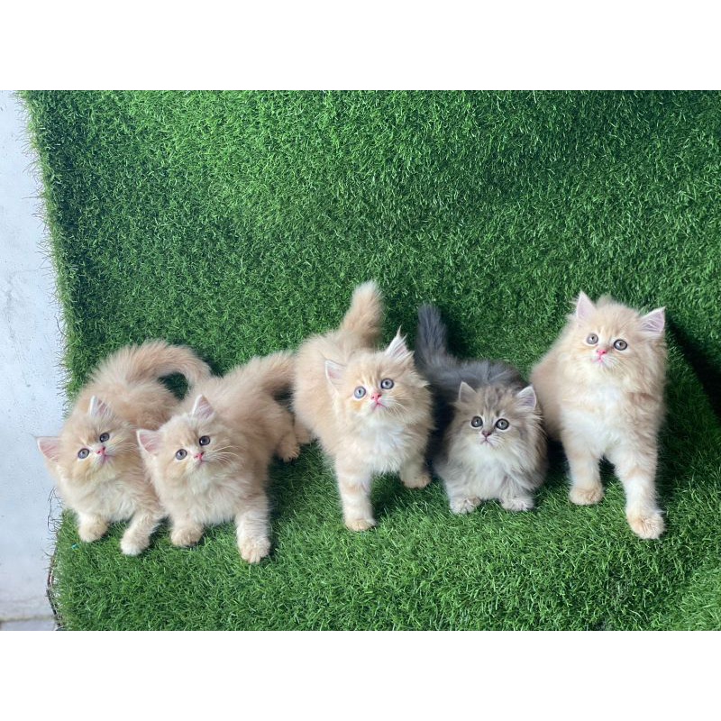 kitten persia longhair bulu kapas