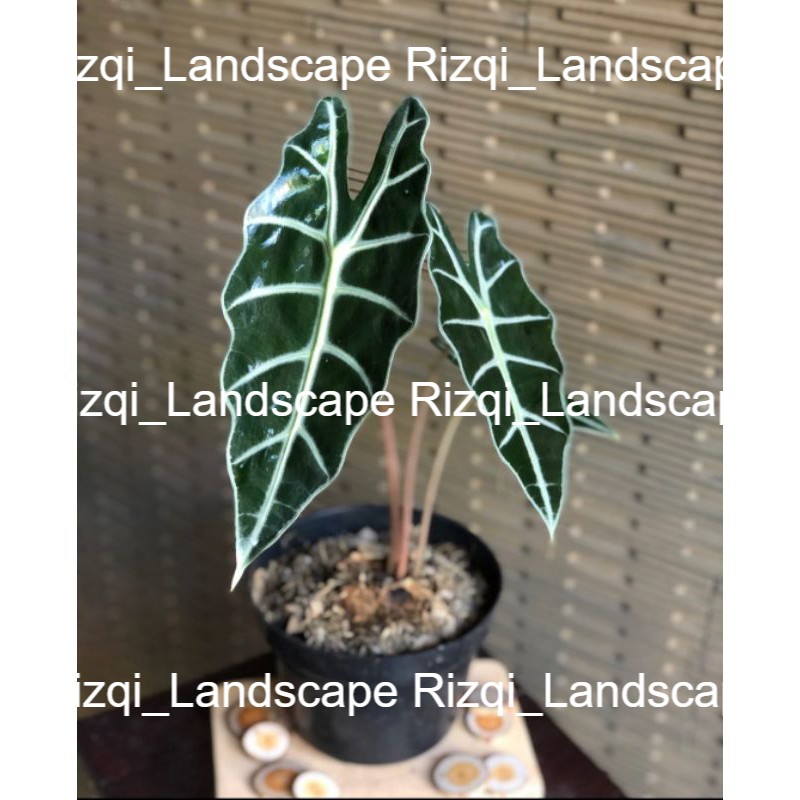 Tanaman hias keladi Amazon - caladium amazonica - tanaman hias keladi - keladi amazon - keladi