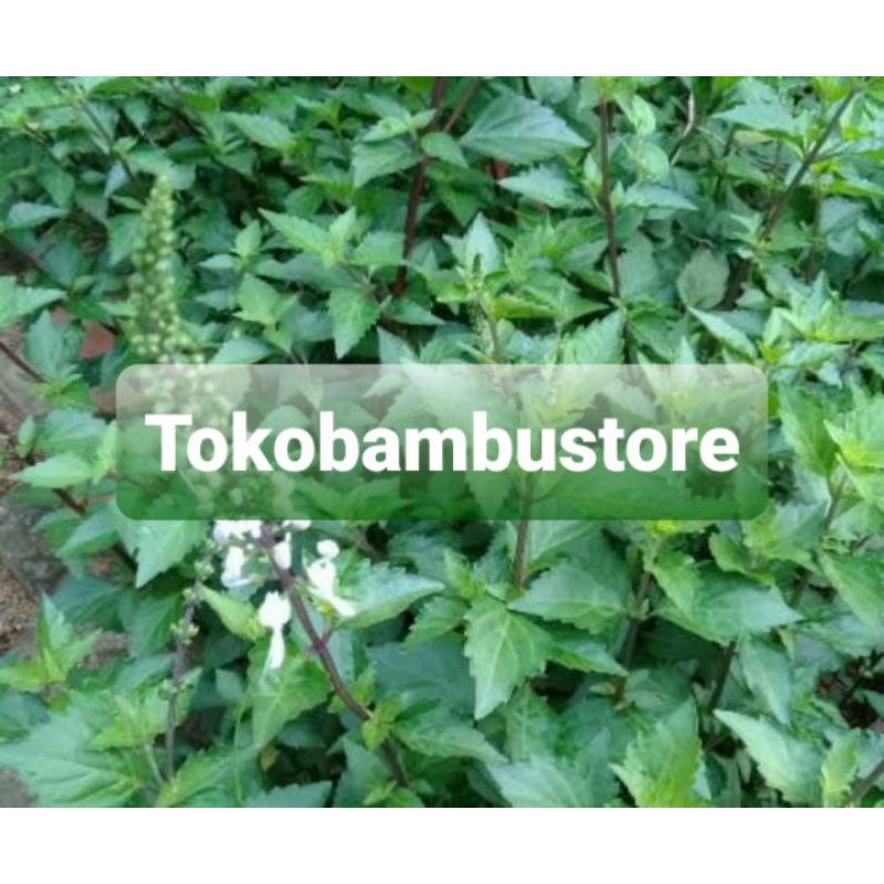 

Jual daun kumis kucing segar 250 gram fresh-az