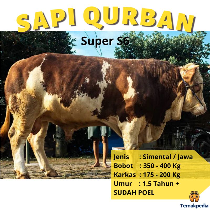Sapi Qurban 350 - 400 kg - Sapi Kurban Surabaya - Sapi Qurban Ekonomis