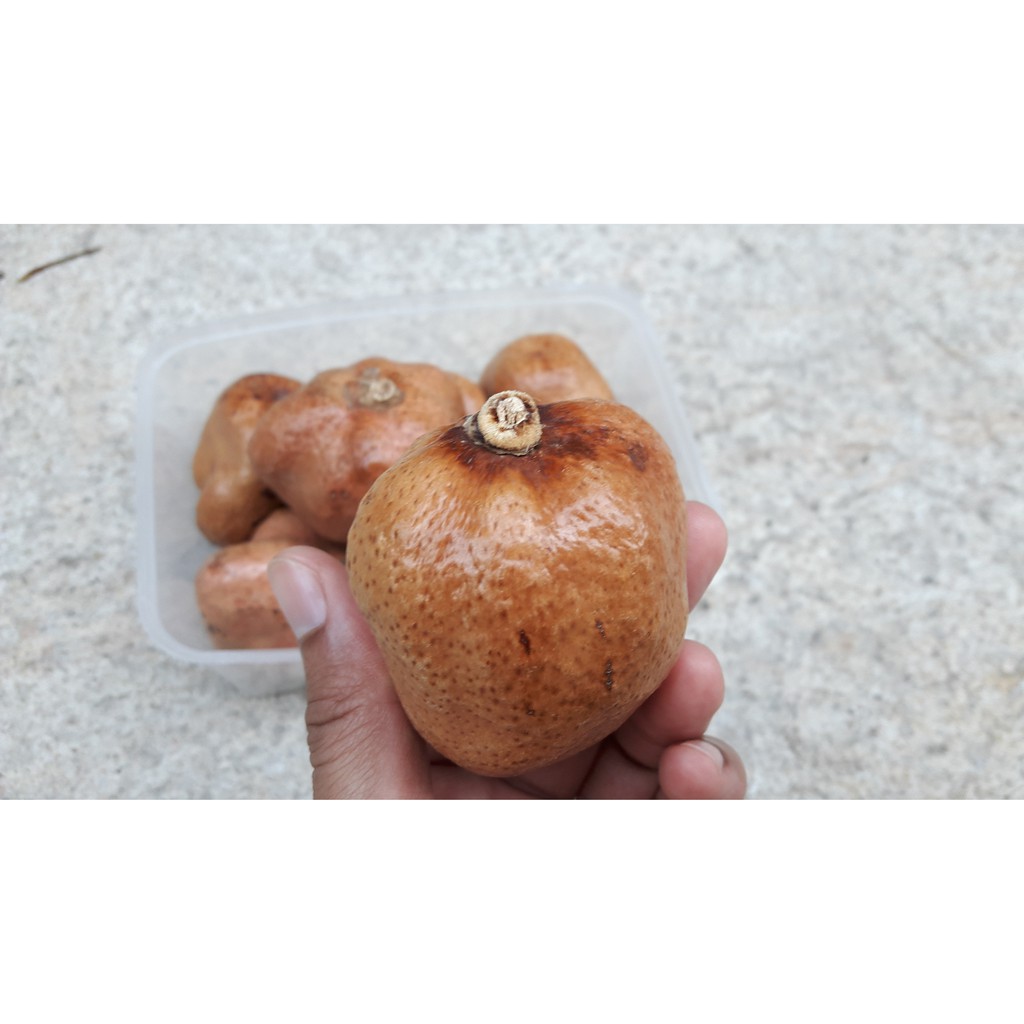 

Jual Buah Zuriat