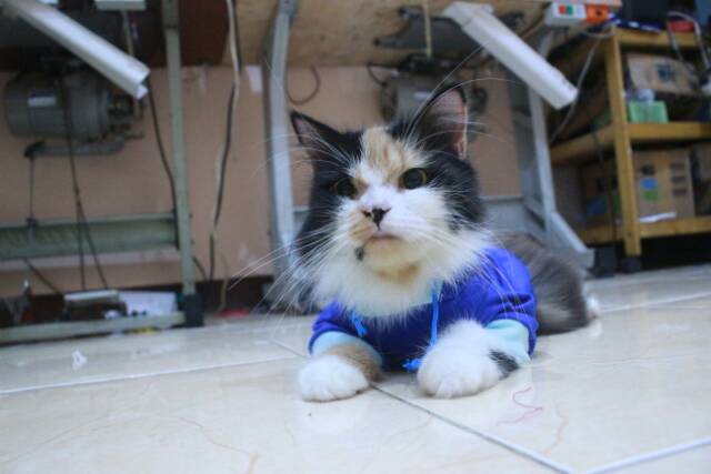 Kaos hoodie full biru list biru laut untuk kucing dan anjing size S M L XL