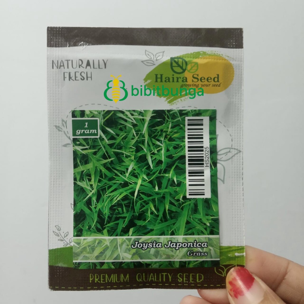 Benih Bibit Biji Rumput Jepang Joysia Japonica Tanaman Hias Gajah Mini