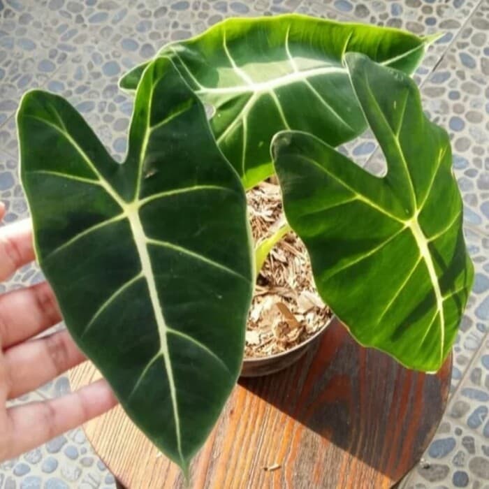 Tanaman Hias Keladi Neon / Keladi Neon Brazilia