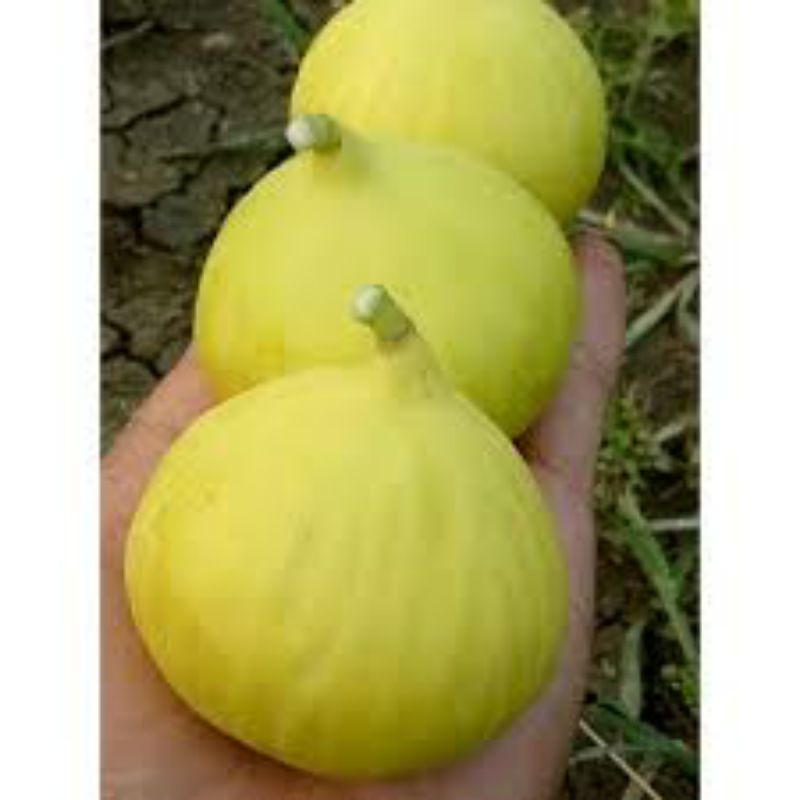 bibit pohon buah tin kuning besar jumbo Deana cangkok