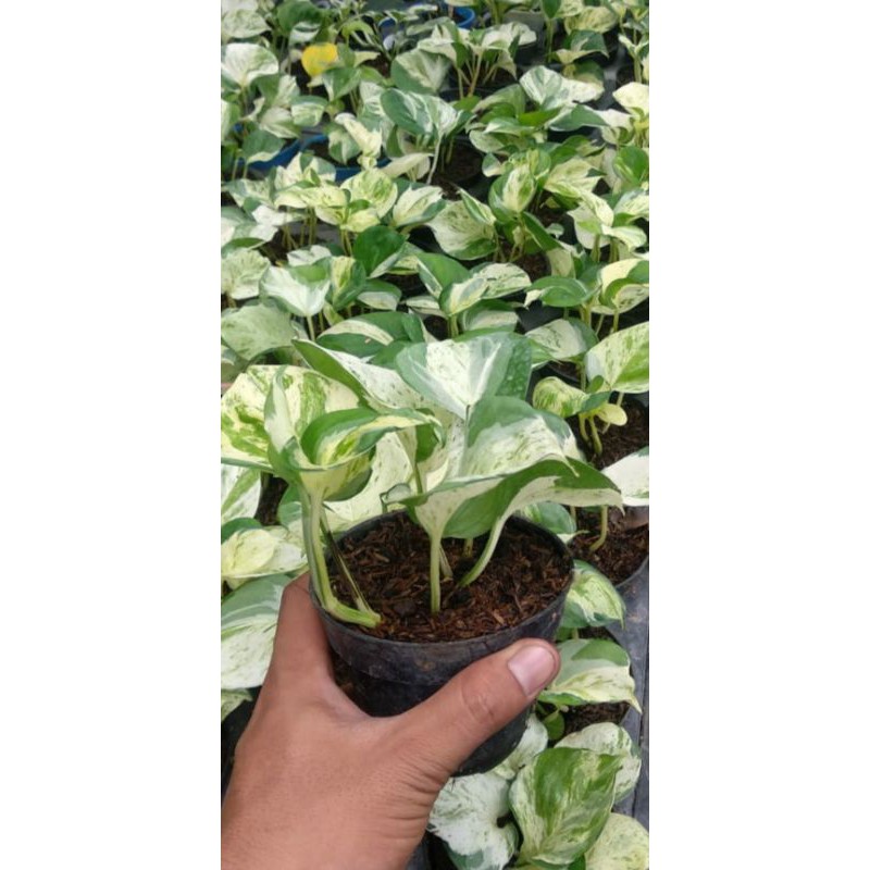 Sirih Mangkok Manjula/Epiprenum Manjula