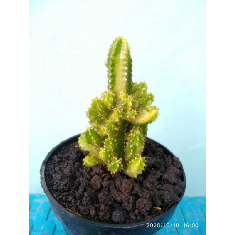 Tanaman hias mini kaktus cereus tetragonus varigata