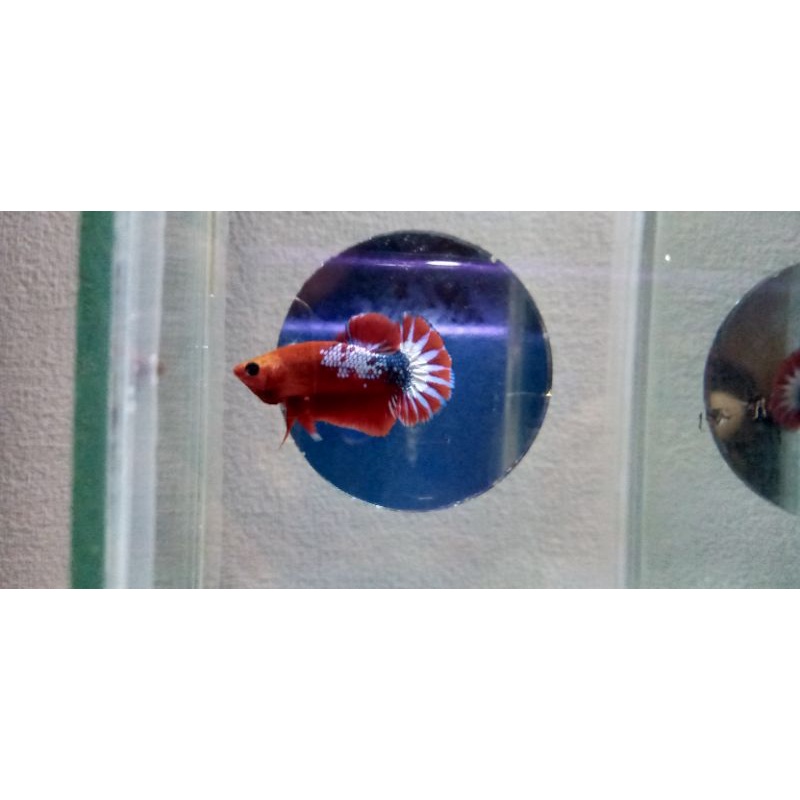 Cupang FCCP WHITE SCALE RED HEAD LINE THAILAND