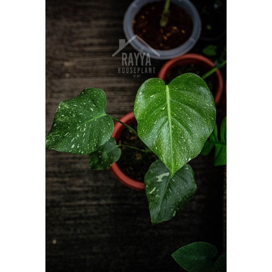 Monstera Thai Constellation (Monthai Varigata)