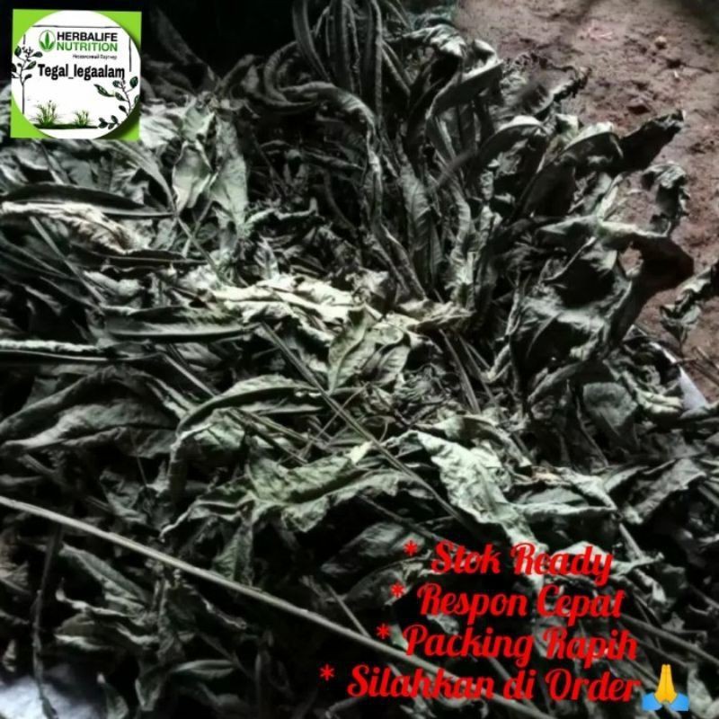 

Daun Sungkai Kering Jemur Matahari 500gr