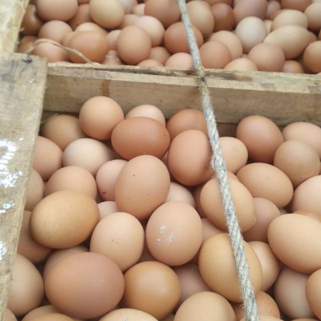 

Telur