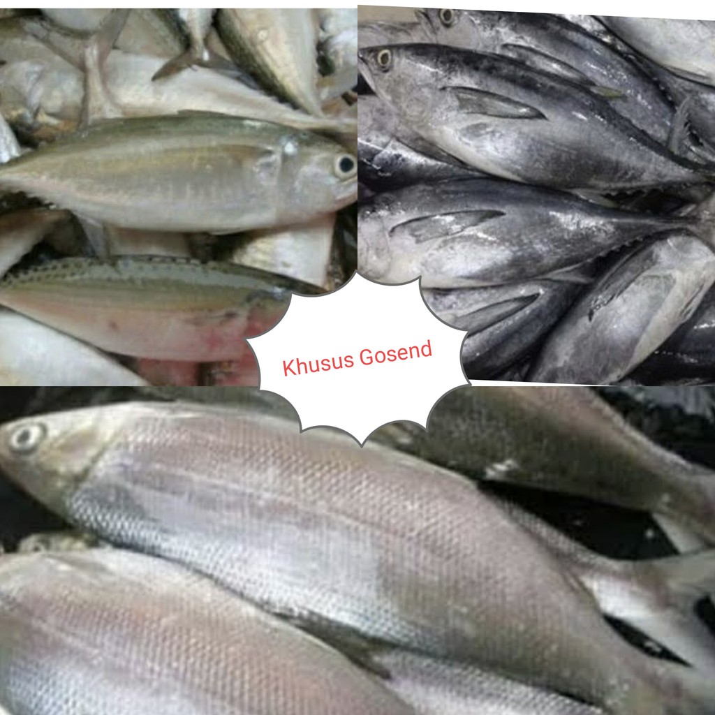 

Ikan tongkol, kembung, bandeng 500g