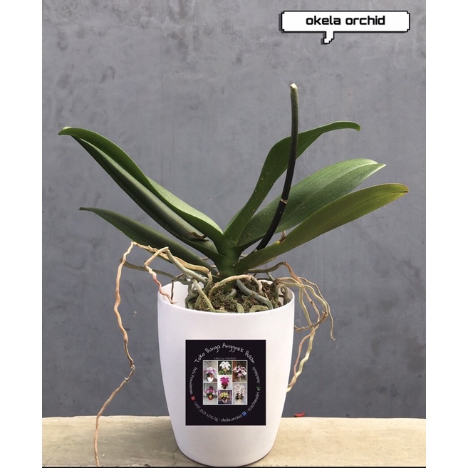 Anggrek Bulan Dewasa Premium Pasca Bunga