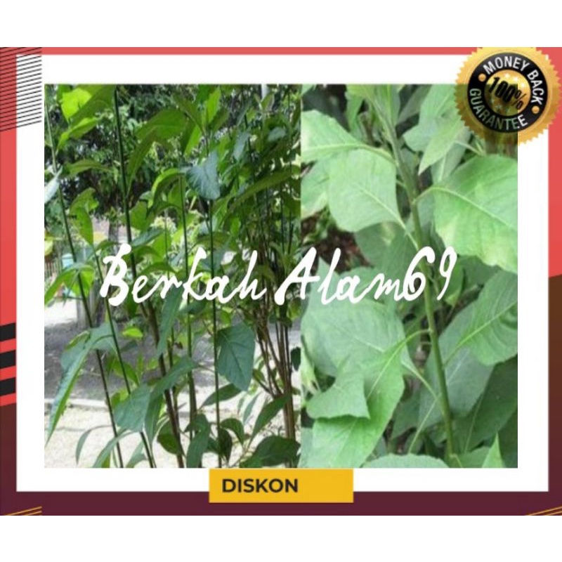 

Daun Afrika Segar 500gram murah